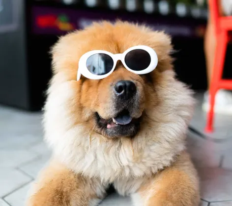 A fluffy brown dog wearing white sunglasses indoors